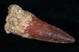 Beautiful Red Spinosaurus Tooth #10476-1